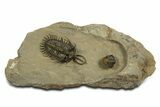 Short-Fork Walliserops Hammi Trilobite With Morocops #344580-1